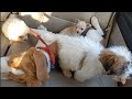 All my new dogs in one video