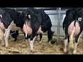 Vente encan production plus holstein