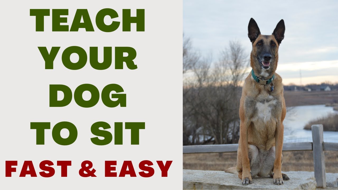 how-to-train-a-dog-to-sit-youtube