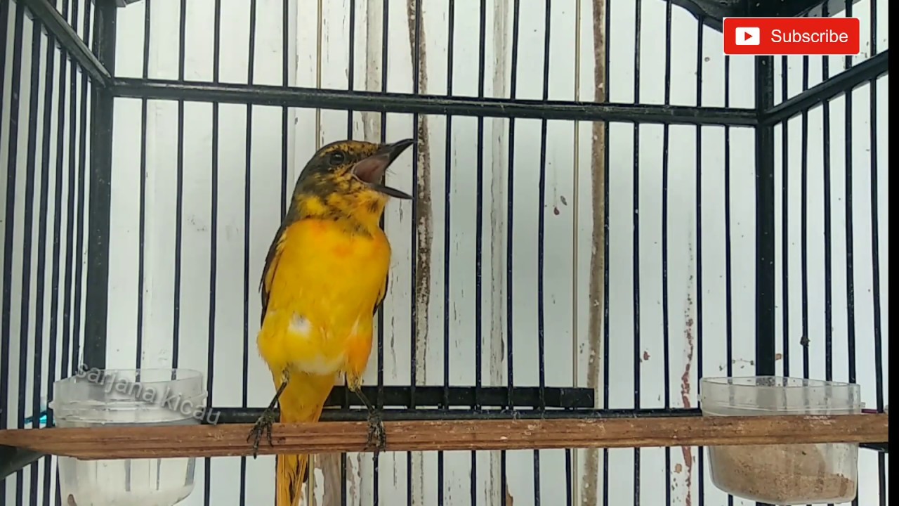 BURUNG MANTENAN GACOR NEMBAK MASTERAN HANDAL 