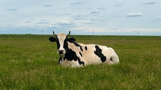 Cows walk through a field to country music | Relaxation Video