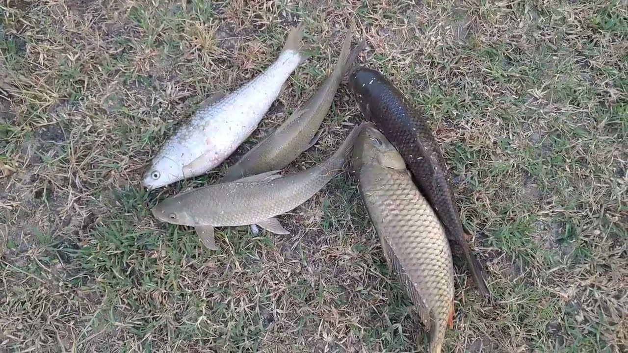 FISHING INDIAN ROHU FISH CATCHING 🐟 IN CANAL HUNTING VIDEO | AK ANGLER 🎣