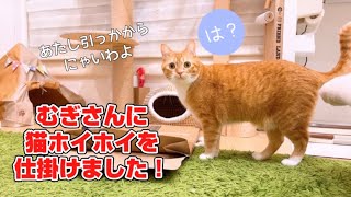 【猫癒し】むぎさんにホイホイを仕掛けたら…予想以上に慎重でした!【猫ホイホイ】 by レオタロウぱらだいす 273 views 1 year ago 5 minutes, 16 seconds