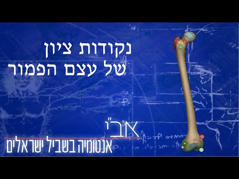 וִידֵאוֹ: מי היא עצם עצם הזרוע?