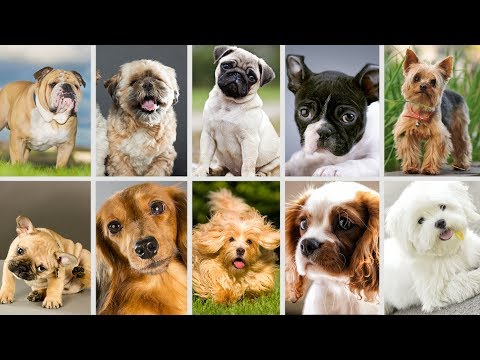 Video: 5 Giống Chó Cho Một Căn Hộ