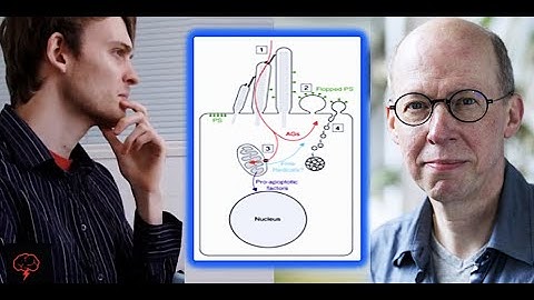 BrainCast Podcast: The Auditory System with Prof Corne Kros