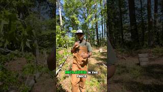 Tree Removal Costs: Budgeting for Land Clearing #shorts