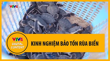 Kinh nghiệm bảo tồn rùa biển | VTV4