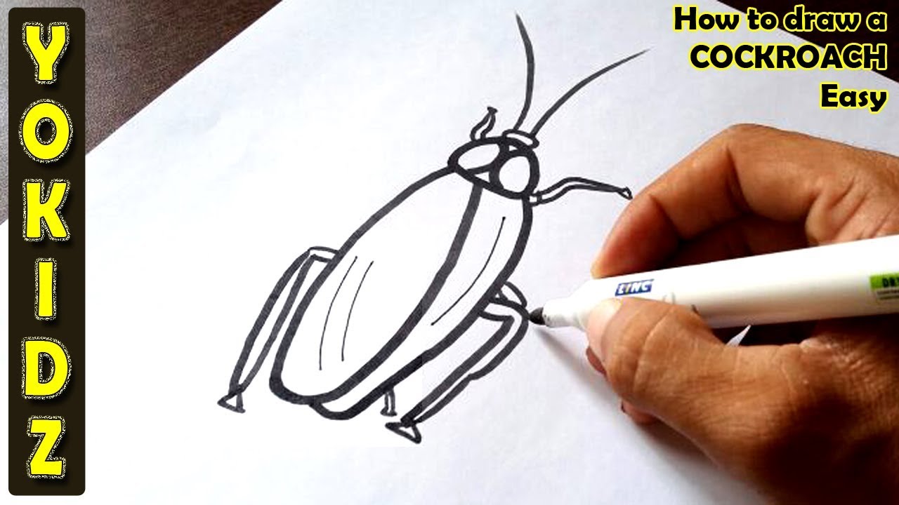 Learn How to Draw a Cockroach Insects Step by Step  Drawing Tutorials
