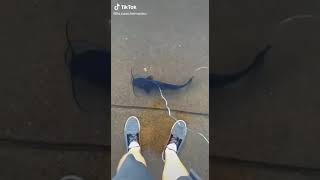 Guy Walking Fish On The Street