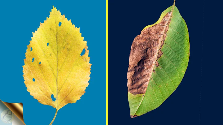 TOP 10 REASONS FOR LEAF YELLOWING AND LEAF BURNING / BROWNING WITH TREATMENT 🍂🍂 - DayDayNews
