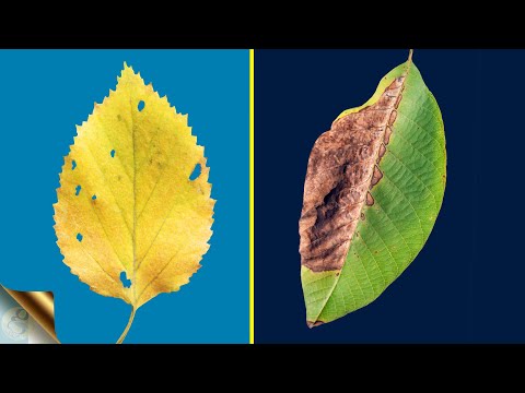 TOP 10 REASONS FOR LEAF YELLOWING AND LEAF BURNING / BROWNING WITH TREATMENT 