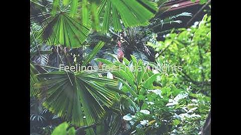 Pulsating Beach Parties