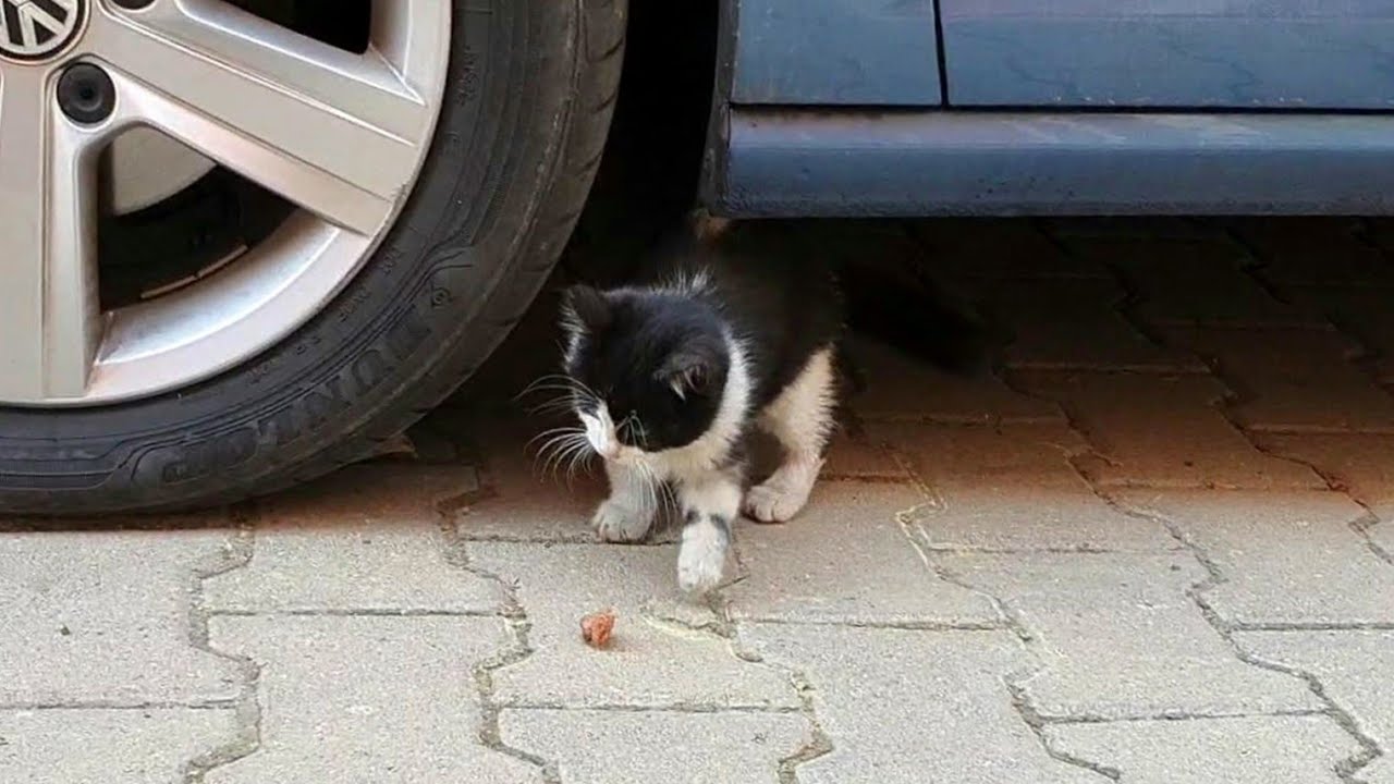 Yavru Kedi Bulduk Kedinin Karnını Doyurduk İsmini Şapşik Koyduk YouTube