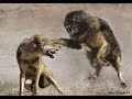 Lone Wolf vs 3 Tibetan Mastiffs!!!