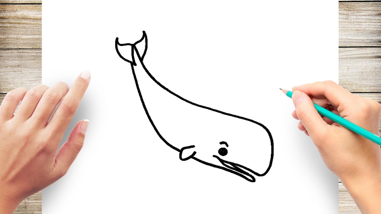 How to Draw Sperm Whale Easy - YouTube