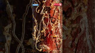 Foto-Photo-Video-Movie