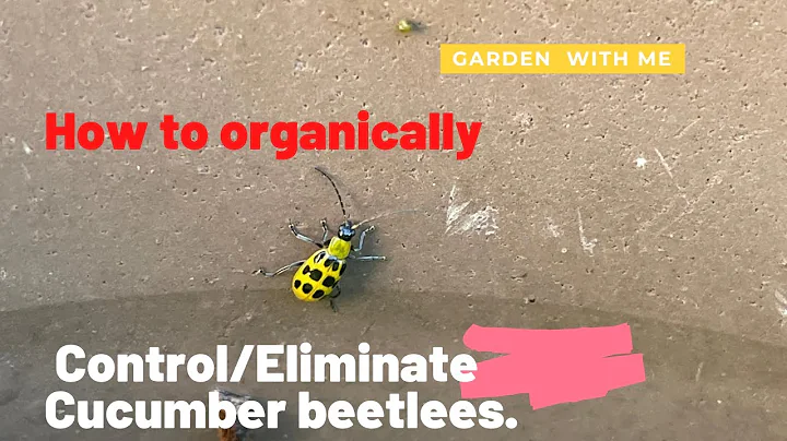How to organically manage/control cucumber beetles. No chemicals needed. June 8, 2021