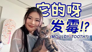 进步华语 Programme Ep1