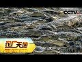 《农广天地》鳄鱼身上有黄金 20180905 | CCTV农业