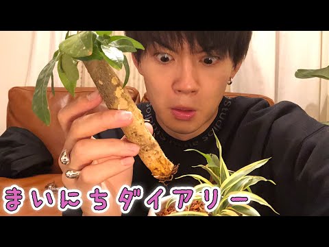 [M!LK LABO+]【まいにちダイアリー】頂いた木を紹介していたら、抜けた。【助けて】