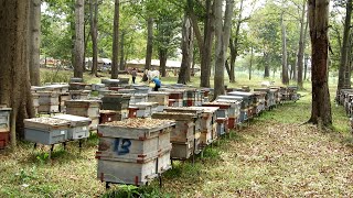 Two boxes in an Asian Apiary on December 31, 2020