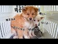 【野犬の子犬】処分されてたかもしれない保護犬の1ヶ月