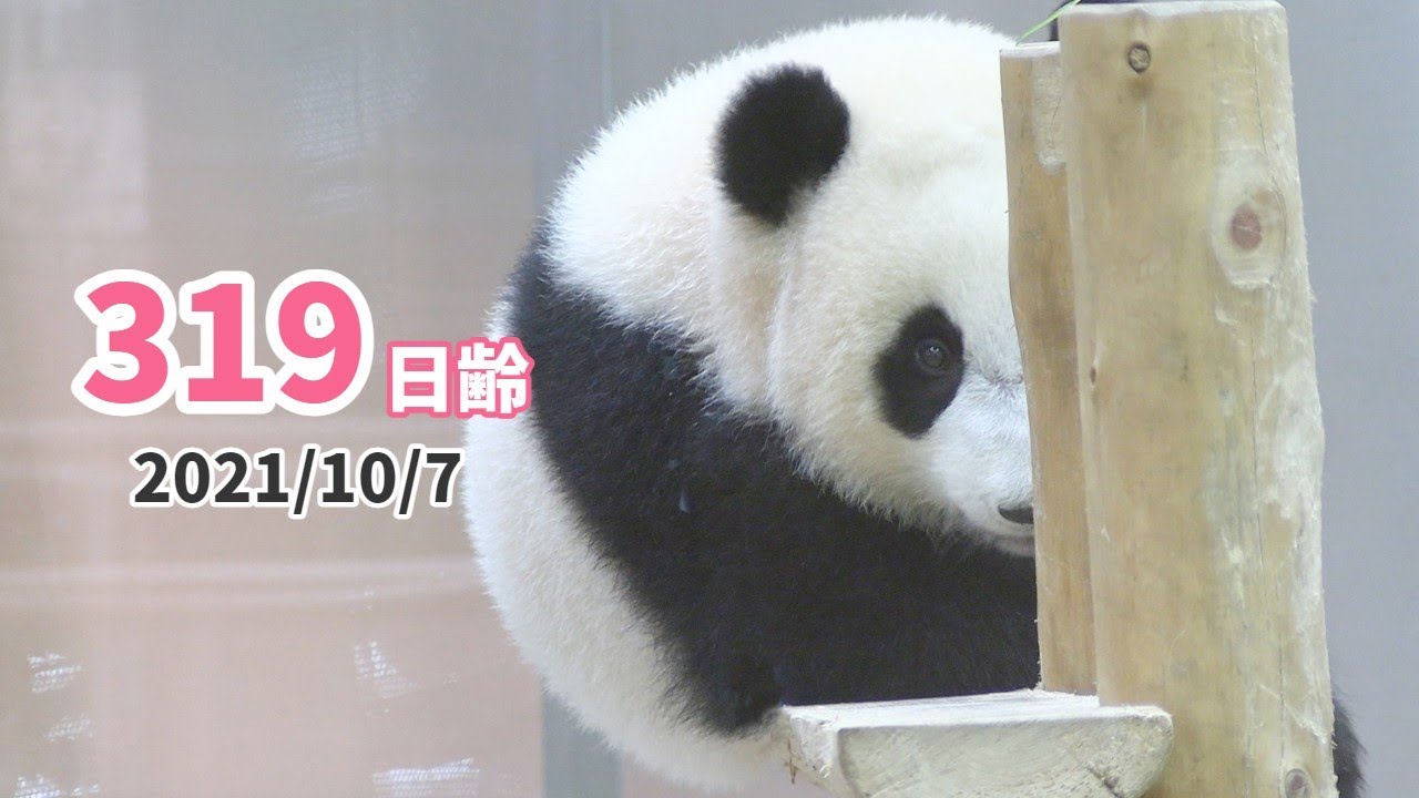 こみちゃん アドベンチャーワールド パンダ 楓浜 ジグソーパズル 2点