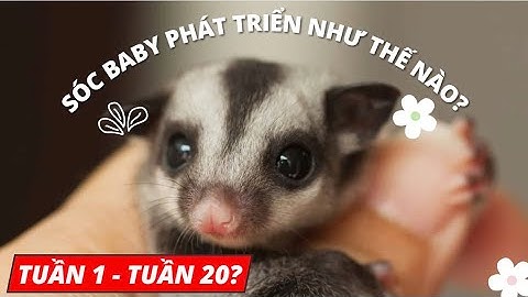 Sóc Bay Úc Baby và Các Giai Đoạn Phát Triển (Tuần 1 - Tuần 20)