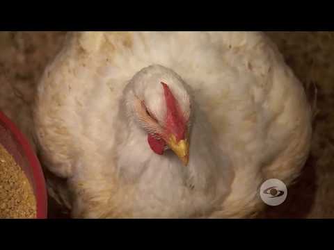 Video: Una guía para mantener a los pollos en confinamiento
