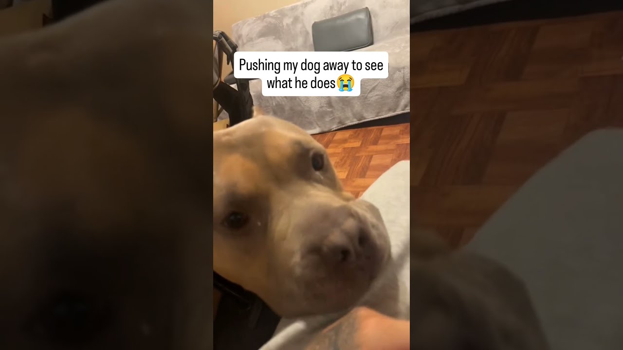 Pushing My Dog Away To See His Reaction dog shorts YouTube Pushing My Dog Away To See His Reaction dog shorts YouTube