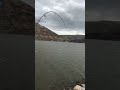 Caught A Very Big Fish At Wawawai Landing Washington Before The Wind Storm 6 12 2022 Near Pullman Caught A Very Big Fish At Wawawai Landing Washington Before The Wind Storm 6 12 2022 Near Pullman