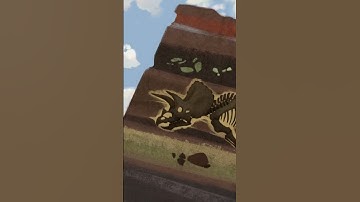 How are #fossils formed?