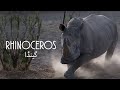 گینڈا، دوسرا سب سے بڑا جانور Rhinoceros, Second Largest Living Animal Jungle Documentary Urdu Hindi