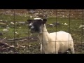 Heavy metal screaming goat remix compilation