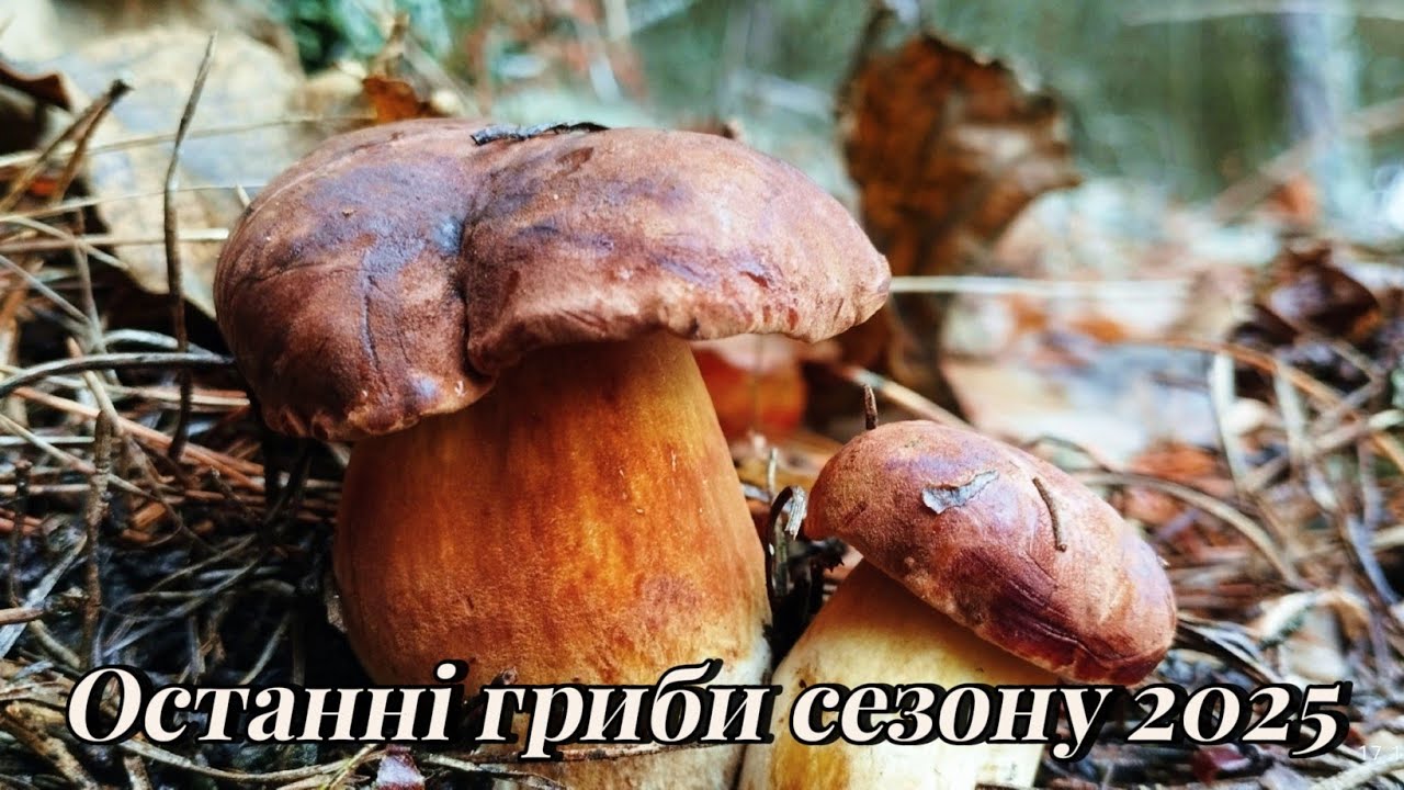 Пошук грибів перед першим снігом | Останній грибний похід року. Грибний сезон закінчився #boletus