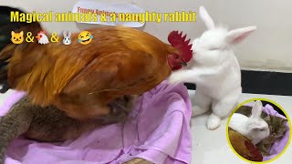 The rooster refused to sleep with the rabbit and was finally tamed by the kitten . funny animals