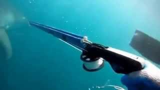 Tiburón blanco sorprende a un pescador bajo el agua