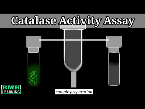 Catalase Activity Assay | How To Assay Peroxidase Activity | Catalase Experiment |