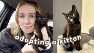 getting my kitten a best friend (adoption vlog)