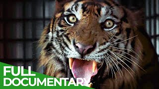 The Sumatran Tiger  The Last of Their Kind | Free Documentary Nature