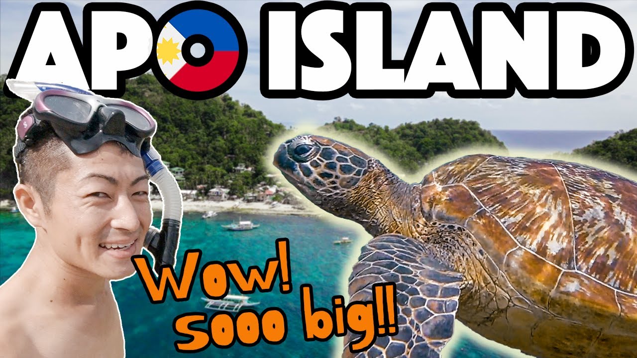 I Found Giant Sea Turtles in THIS Island in the Philippines 🇵🇭 | Apo Island That Many Tourists Skip
