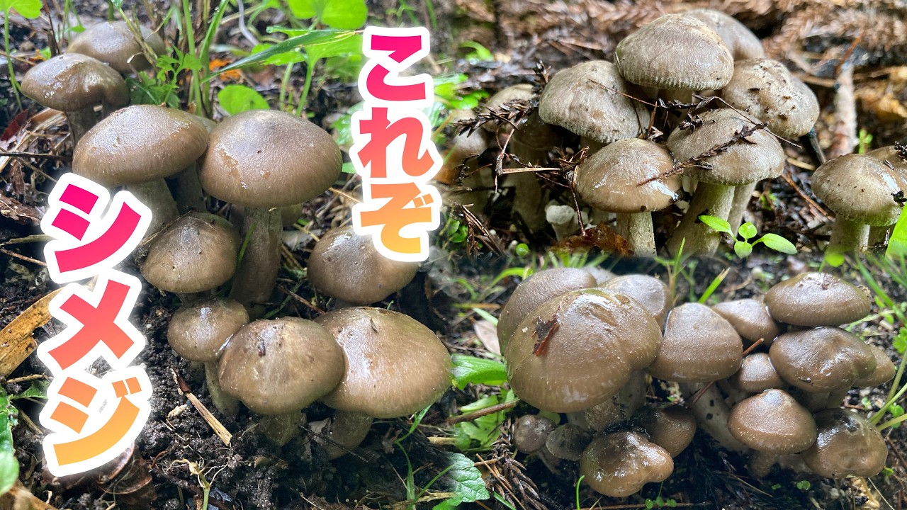 【天然しめじ祭り】市販のシメジと全然違う！旨み食感４星キノコに大興奮【ハタケシメジ】