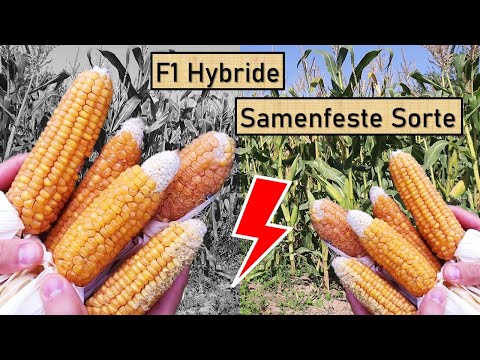 Video: Über Sorten Und Hybriden Von Weißkohl