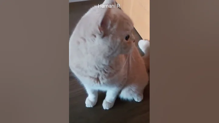 Video 4586011: kucing mau, britishshorthair kucing, britishshorthair cat, mau main