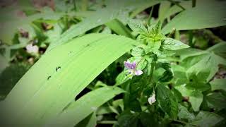 Purple Flower | Slow Motion Videos - Video  Copilot