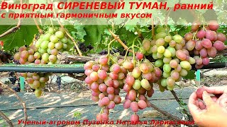 Виноград СИРЕНЕВЫЙ ТУМАН с розовыми ягодами приятным гармоничным вкусом,  Пузенко Наталья Лариасовна