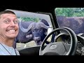 Big 5  they hunt the hunters  schotia safaris  ep274