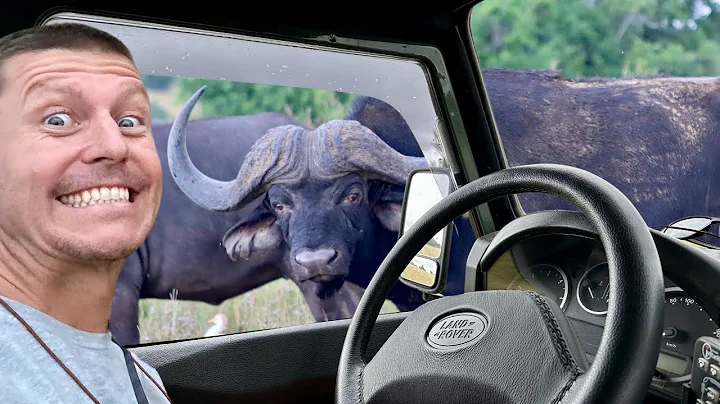 BIG 5 ! They hunt the hunters. - Schotia Safaris - Ep274