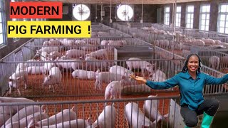 How To Make Millions Through PIG Rearing! | 2023 Tips (DETAILED)